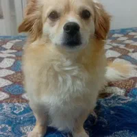 واگذاری سگ ، فروشی نیست
