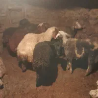 بره نر|حیوانات مزرعه|سروآباد, |دیوار