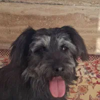 توله سگ نژاد شیتزو تریر 5 ماهه|سگ|ملایر, |دیوار