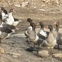 10عددغاز جوان سرحال دونه ای یک میلیون توما