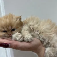 گربه پرشین|گربه|پردیس, فاز ۳|دیوار