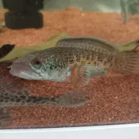 چانا گلدن کبری