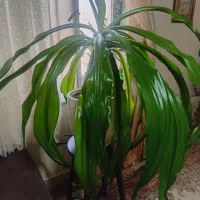 گل سوسن کرمسیری|گل و گیاه طبیعی|تهران, ارامنه|دیوار