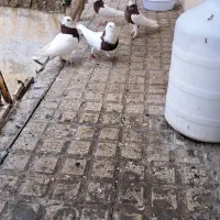 کلفه|پرنده|گرمی, |دیوار
