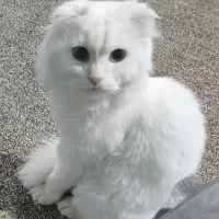 گربه گمشده|حیوانات|دوگنبدان, |دیوار