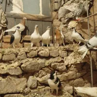 کبوتر|پرنده|تاکستان, |دیوار