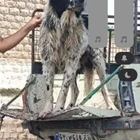 سگ اصیل قهدریجانی