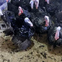 فروش بوقلمون برنز نر وزن بالای ۷کیلو گرم