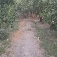چوب بری وهرس درختان خشک