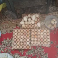 تخم نطفه دار