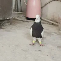 کبوتر طوقی|پرنده|مشهد, کوثر|دیوار