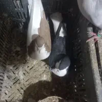 چپ نرخوشرنگ ماده|پرنده|تاکستان, |دیوار