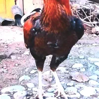 خروس لاری اصل