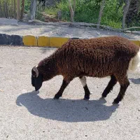 فروش بره قوچ