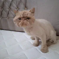 واگذاری پرشین سوپر فلت