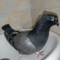 کفتر پرشی جوجه جیر دونه 60|پرنده|قم, باغ شازده|دیوار