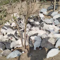 مرغ شاخدار دررنگ های مختلف|حیوانات مزرعه|قائمشهر, |دیوار