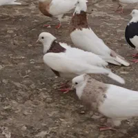 طوقی|پرنده|کبودرآهنگ, |دیوار