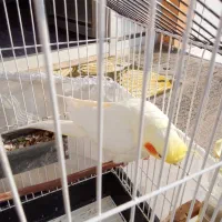 عروس هلندی|پرنده|بهشهر, |دیوار