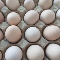 تخم مرغ محلی روستایی