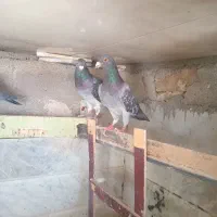 کبوتر|پرنده|تربت‌حیدریه, بازار|دیوار