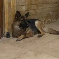 سگ گمشده