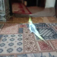 باسلام عروس گمشده|حیوانات|چابهار, |دیوار