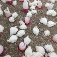 فضولات مرغداری