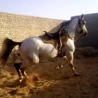 نریان عرب یکسر وارداتی (بسیار زیبا و قد بلند)|اسب و تجهیزات اسب‌سواری|یزد, |دیوار