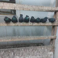 کبوتر دم سفید|پرنده|رشت, جانبازان|دیوار