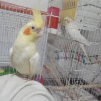 عروس هلندی مولد جوجه دار اهلی سخنگو|پرنده|تبریز, |دیوار