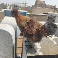 جوجه لاری|حیوانات مزرعه|ری, سیزده آبان|دیوار
