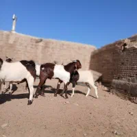 بزغاله نر تخمی|حیوانات مزرعه|سبزوار, پامنار|دیوار