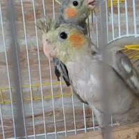 عروس هلندی ۲ ماهه اماده یاد گیری