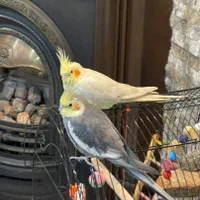 یک جفت عروس هلندی نرو ماده ارام|پرنده|رشت, دیلمان|دیوار