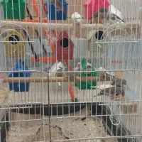 فنج|پرنده|سبزوار, اسلام آباد|دیوار