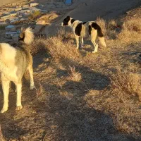 سگه گلی گوسفندی|سگ|قوچان, |دیوار