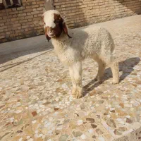 بره نر گاو گاومیش بز قوچ بز|حیوانات مزرعه|حمیدیه, |دیوار