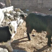 فروش بزوبزغاله|حیوانات مزرعه|جعفرآباد, |دیوار