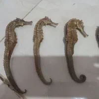 اسب دریایی|مجسمه، تندیس، ماکت|آبادان, |دیوار