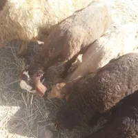 چهار عدد بره نر|حیوانات مزرعه|کوهدشت, |دیوار