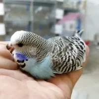 مرغ عشق انگلیسی|پرنده|اندیشه, اندیشه فاز ۲|دیوار