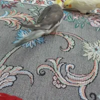 عروس هلندی نر|پرنده|پاکدشت, پاکدشت (مامازند)|دیوار