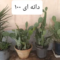 حراج گیاهان اپارتمانی|گل و گیاه طبیعی|مشهد, سرافرازان|دیوار