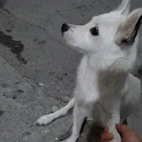 سگ نژاد دار نر و ماده