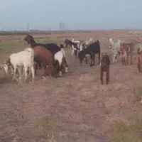 بز جوون