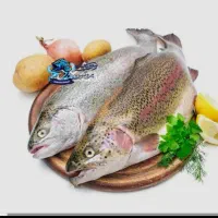 ماهی غزل الا سردابی فریز شده ۵تن سالمون