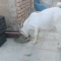 کهره سانن چاق تخت ۵ ماهه
