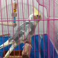 عروس هلندی نر ابلغ اهویی همراه باقفس