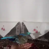 گمشده در حوالی میدان دادگستری پشت کمیته امداد|حیوانات|اهر, |دیوار